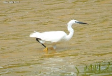 쇠백로 from N79A, Algérie on 2018년 03월 31일 (토) at 01:39 오후 by Aissa Djamel Filali. Aigrette garzette · iNaturalist... 