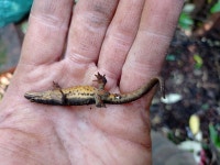 Lissotriton vulgaris from Hlavní město Praha on 2022년 10월 07일 (금) at 01:39 오후 by pustik77 · iNaturalist Lissotriton... 