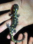 Ambystoma maculatum from Old Field Branch Rd, Williamson, WV, US on 2022년 07월 03일 (일) at 09:57 오후 by fungeriunwv... 