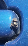 Phidippus audax from Pleasant View, TN, USA on 2022년 10월 08일 (토) at 10:35 오전 by Mr. Satterfield · iNaturalist Phidippus... 