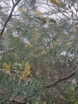 Trichoglossus chlorolepidotus from Windsor on 2022년 10월 10일 (월) at 04:28 오후 by Nathaniel Xggum · iNaturalist... 