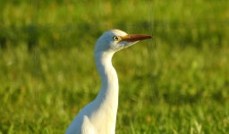 황로 from Maranhão, 7480, Portugal on 2022년 10월 15일 (토) at 06:01 오후 by David Pereira · iNaturalist 황로 (Ardea ibis)