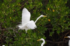 중대백로 from Ding Darling, NWR, FL on 2013년 01월 22일 (화) by Greg Lasley. Great Egret Ardea alba Ding Darling N.W.R., Lee... 