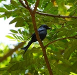 검은바람까마귀 from Karanji Lake, Jockey Quarters, Mysuru, Karnataka 570011 on 2022년 10월 26일 (수) at 10:46 오전 by Ayaan S... 