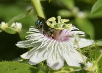 Zonamegilla from Hussain Sagar, Khairtabad, Hyderabad, Telangana 500003, India on 2022년 10월 30일 (일) at 08:21 오전 by... 