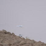 쇠백로 from 7600 Ervidel, Portugal on 2022년 10월 31일 (월) at 06:53 오후 by Nuno Fialho · iNaturalist 쇠백로 (Egretta garzetta)