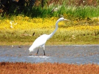 중대백로 from Murchison WA 6630, Australia on 2022년 10월 03일 (월) at 01:54 오후 by Pam Day · iNaturalist 중대백로 (Ardea alba)