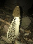 망태말뚝버섯 from San Bernardino, Cordillera - Paraguay on... Emilio Buongermini · iNaturalist 망태말뚝버섯 (Phallus indusiatus)