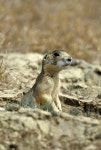 Cynomys leucurus from near Vernal, Utah on 2001년 06월 13일 (수) by Greg Lasley. White-tailed Prairie Dog near Vernal, Utah 13... 