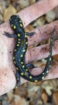 Ambystoma maculatum from Wingina, VA 24599, USA on 2022년 11월 05일 (토) at 01:30 오후 by Henry · iNaturalist Ambystoma maculatum