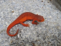 Notophthalmus viridescens from Windsor, Vermont on 2010년 08월 23일 (월) by Susan Elliott. Right outside Harpoon Brewery!... 