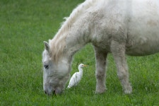 황로 from 34970 Lattes, France on 2022년 10월 31일 (월) at 02:56 오후 by pointeur · iNaturalist 황로 (Bubulcus ibis)