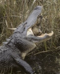 미시시피악어 from Miami-Dade County, FL, USA on 1998년 02월... turtle · iNaturalist 미시시피악어 (Alligator mississippiensis)