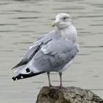 재갈매기 from Professors Lake, Brampton, ON L6S, Canada on 2022년 11월 22일 (화) at 12:03 오후 by colleencraig · iNaturalist... 