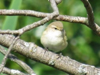검은다리솔새 from Нижний Тагил... Елена Устюжанина · iNaturalist 검은다리솔새 (Phylloscopus collybita)