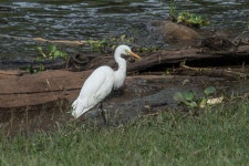 중백로 from Ko, Li District, Lamphun 51110, Thailand on 2022년 11월 26일 (토) by Wich’yanan L · iNaturalist 중백로 (Ardea... 