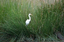 중대백로 from Unity Park, Pooraka, SA, Australia on 2021년 03월 28일 (일) at 01:58 오후 by colonelsanders501 · iNaturalist... 