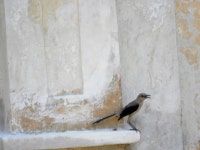 Mimus gilvus from Yaxcopoil, Yuc., México on 2018년 07월 28일 (토) at 12:52 오후 by Carlos Palomera · iNaturalist Mimus gilvus