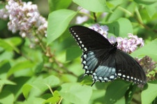 Papilio troilus from 32736 OH-278, McArthur, OH 45651, USA on 2017년 04월 23일 (일) at 01:11 오후 by atravers · iNaturalist... 
