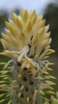 Petrophile pulchella from Hornsby - North, New South Wales, Australia on 2020년 11월 30일 (월) at 08:33 오전 by Petra Holland... 