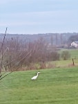 중대백로 from 5873 Hesperingen, Luxemburg on 2022년 12월 19일 (월) at 02:17 오후 by luxlady · iNaturalist 중대백로 (Ardea alba)
