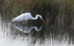 중대백로 from 7220 Amieira, Portugal on 2022년 12월 21일 (수) by Axel Gosseries · iNaturalist 중대백로 (Ardea alba)