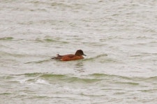 홍머리오리 from Midlum, Weg naar Midlum, 8872 Midlum, Países... Picture taken by Tata Regala · iNaturalist 홍머리오리 (Mareca... 