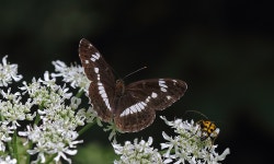 줄나비 from Posof/Ardahan, Türkiye on 2016년 07월 11일 (월) at 02:57 오후 by Mehmet Çelik · iNaturalist 줄나비 (Limenitis... 