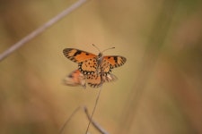 Telchinia serena from Lesio-Louna Reserve - Iboubikro ecoguard camp, Republic of the Congo on 2016년 06월 09일 (목) at 03:47... 