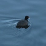 물닭 from Hasune, Itabashi City, Tokyo 174-0046, Japan on 2023년 01월 03일 (화) at 02:41 오후 by Luka S. (someplant)... 