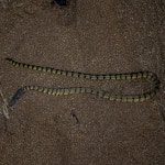 Hydrophis spiralis from 5QXW+QX8, Malad, Marve Village, Malad West, Mumbai, Maharashtra 400095, India on 2022년 12월 09일 (금)... 