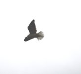 검은죽지솔개 from Mount Peel Bushland on 2023년 01월 07일 (토) at 03:28 오후 by cleanlymoss · iNaturalist 검은죽지솔개... 