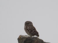 금눈쇠올빼미 from Madrid, España on 2016년 03월 15일 (화) at 05:12 오후 by ARSENIO GONZALEZ NAVARRO · iNaturalist... 