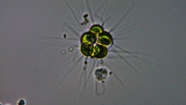 녹조식물문 from Ukima, Kita City, Tokyo 115-0051, Japan on 2023년 01월 05일 (목) at 11:13 오후 by someplant. Magnification... 