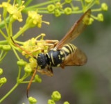 Polochrum repandum in 6월 2022 by Andrea Pane. So guess I. · iNaturalist Polochrum repandum