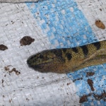 Hydrophis curtus from 5QXW+MV4, Malad, Marve Village, Malad West, Mumbai, Maharashtra 400095, India on 2023년 01월 09일 (월) at... 