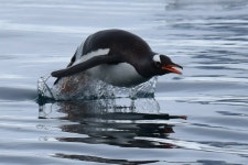 젠투펭귄 from Antarctica on 2023년 01월 13일 (금) at 02:08 오후 by dougiewainwright · iNaturalist 젠투펭귄 (Pygoscelis papua)