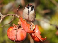 참새 from Shinkawa, Mitaka, Tokyo 181-0004, Japan on 2023년 01월 17일 (화) at 02:30 오후 by jitensha2021 · iNaturalist 참새... 