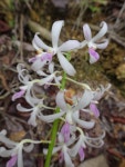 Dipodium squamatum from Farino, Nouvelle-Calédonie on 2022년 11월 16일 (수) at 02:30 오후 by BLANCHON CATHERINE... 