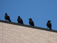 큰부리까마귀 from Miyayama, Samukawa, Koza District, Kanagawa 253-0106, Japan on 2023년 01월 20일 (금) at 02:16 오후 by... 