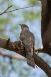 Hierococcyx varius from Sector 1, Chandigarh, 160001, India on 2022년 03월 13일 (일) at 10:42 오전 by Deepak Goswami... 