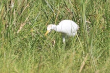 황로 from Kalaoa, HI 96740, USA on 2022년 12월 29일 (목) at 02:19 오후 by William Hull · iNaturalist 황로 (Bubulcus ibis)