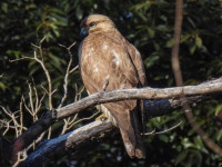 Buteo japonicus japonicus from Yoyogikamizonocho, Shibuya City, Tokyo 151-0052, Japan on 2023년 01월 30일 (월) at 01:47 오후... 