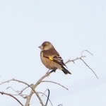 방울새 from Kawaharagaya, Mishima, Shizuoka 411-0022, Japan on 2023년 02월 02일 (목) at 07:53 오전 by Kirill Kryukov... 