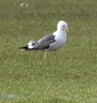 줄무늬노랑발갈매기 from London NW1 4NR, UK on 2023년 02월... by somebodyelse · iNaturalist 줄무늬노랑발갈매기 (Larus fuscus)