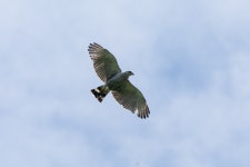 Buteo nitidus from Araguari - MG, Brasil on 2023년 01월 14일 (토) at 11:53 오전 by NINA WENÓLI · iNaturalist Buteo nitidus