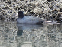 물닭 from Motai, Misato, Saitama 341-0025, Japan on 2023년 02월 03일 (금) at 12:09 오후 by jitensha2021 · iNaturalist 물닭... 