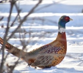 꿩 from Lincoln Township, MI, USA on 2023년 02월 04일 (토) at 04:36 오후 by Michael Sherman · iNaturalist 꿩 (Phasianus colchicus)