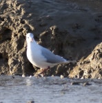 붉은부리갈매기 from Travis Perkins, Shoreham-by-Sea BN43 6RJ... iNaturalist 붉은부리갈매기 (Chroicocephalus ridibundus)