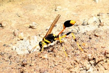 Sceliphron laetum from Hardings Paddock, Carmichaels Rd, Purga QLD 4306, Australia on 2013년 10월 20일 (일) at 11:29 오전 by... 